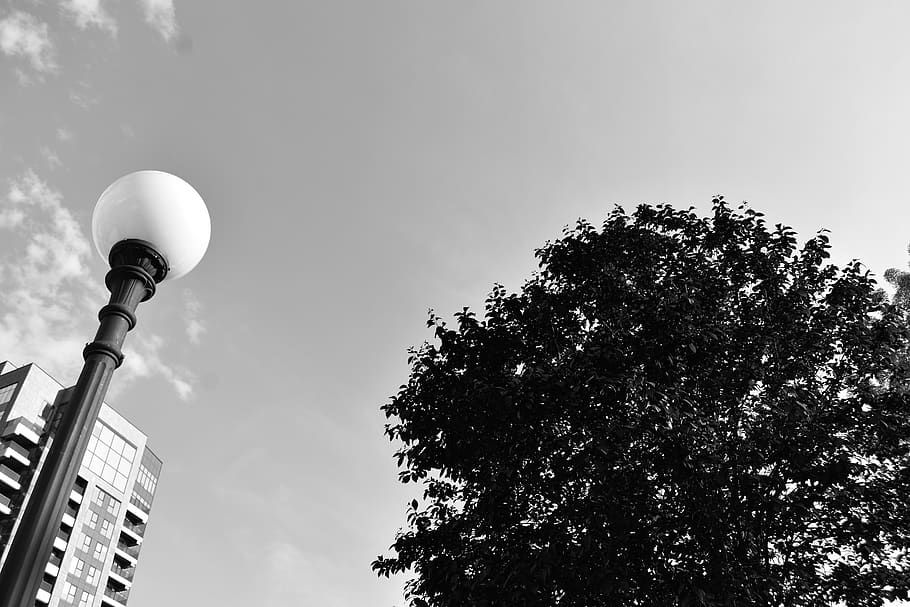 day, light, sky, sun, low angle view, tree, built structure HD wallpaper