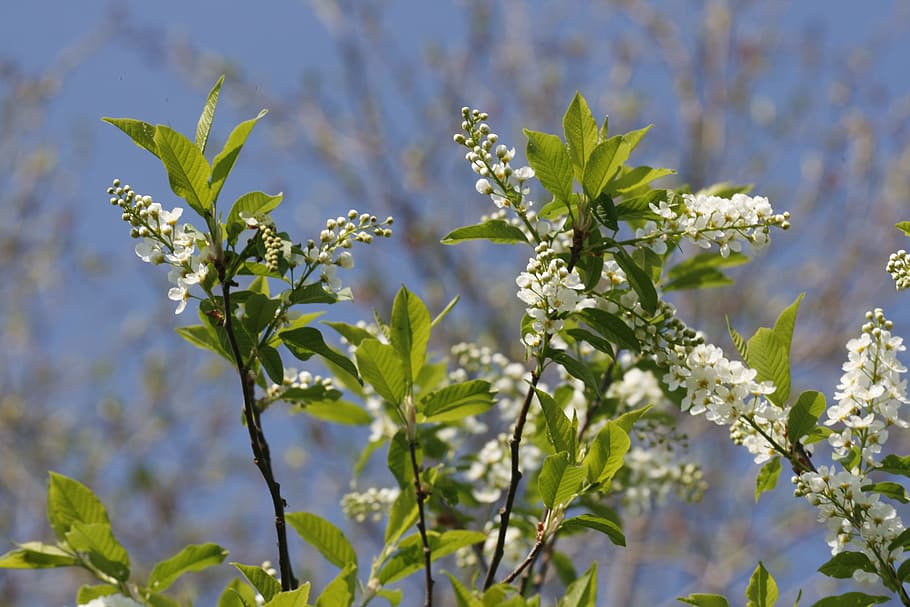 beautiful, blossom, bright, bunch, closeup, detail, flora, floral HD wallpaper