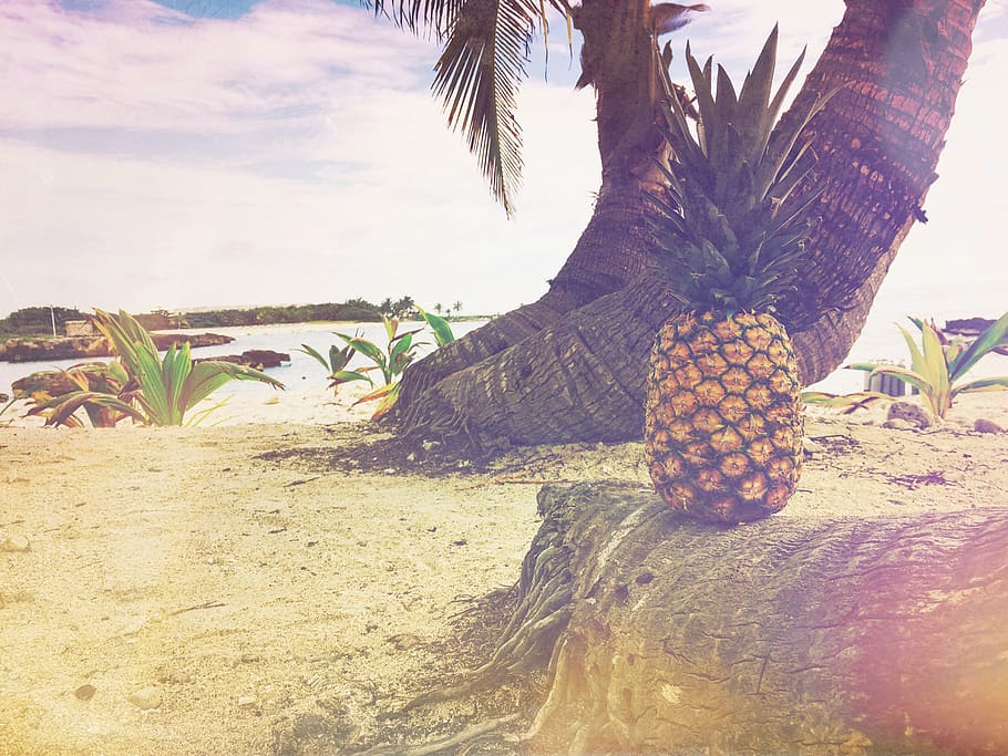 Yellow Pineapple on Coconut Tree, beach, fruit, nature, ocean HD wallpaper