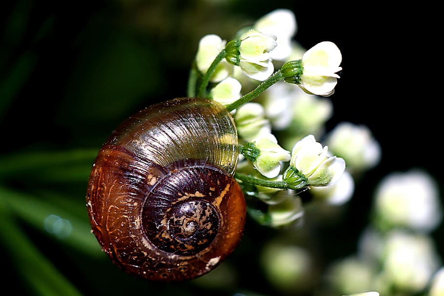 seashell, snail, macro, nature, animal wildlife, invertebrate HD wallpaper
