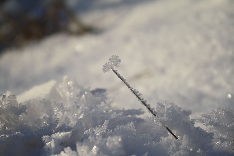 snow, ice, winter, nature, frozen, frost, cold temperature HD wallpaper