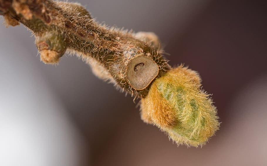 kiwi, engine, spring, macro, plant, tree, leaf, growth, branches, HD wallpaper