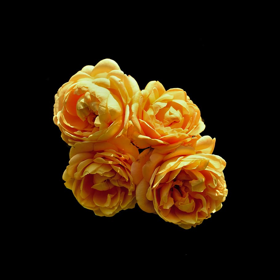 four yellow roses, plant, flower, blossom, petal, geranium, city HD wallpaper