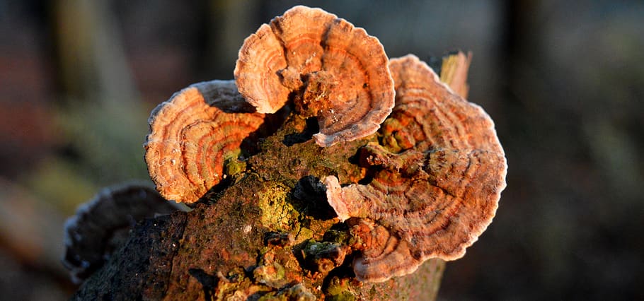tree fungi, branch, tribe, colorful, autumn colours, close-up