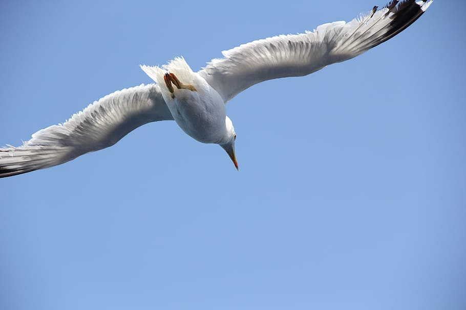 fly, sky, flying, bird, animal, animal themes, vertebrate, low angle view HD wallpaper