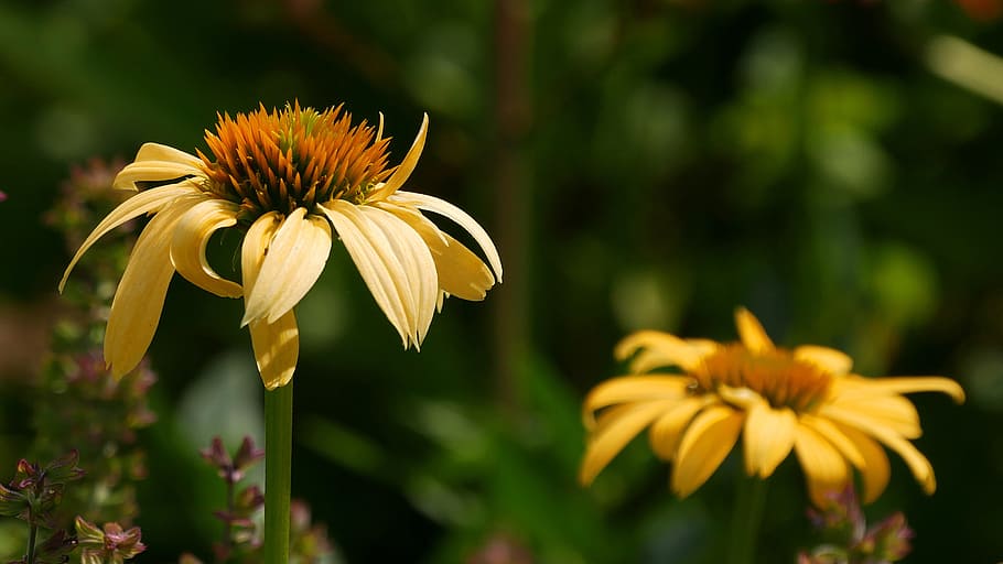 Closeup shot of a yellow coneflower flower with another coneflower in background.
