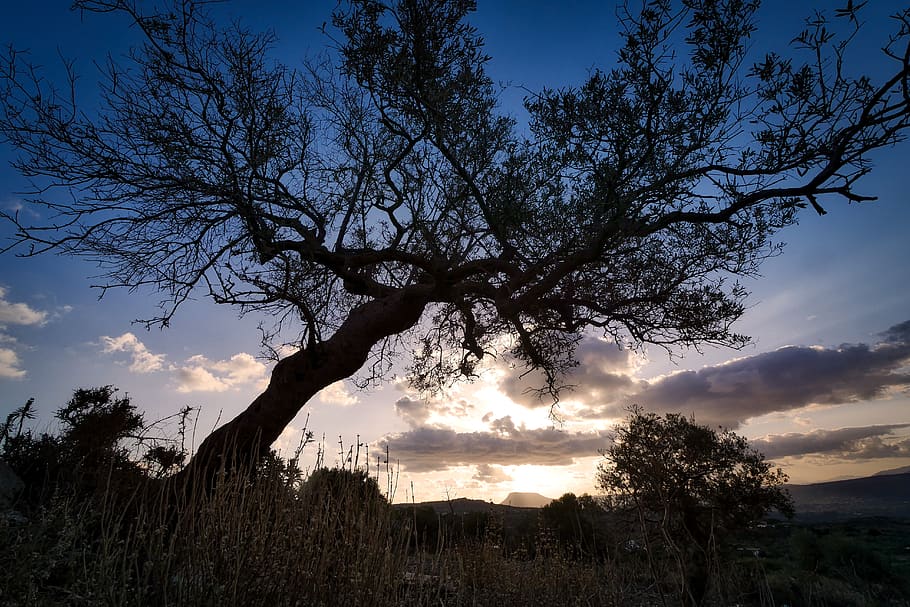 tree, nature, landscape, panorama, dawn, olive tree, light HD wallpaper