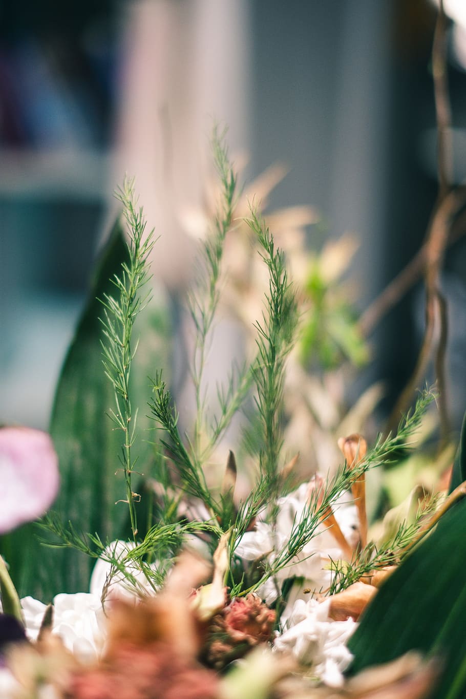 green dill herbs, plant, selective focus, growth, close-up, nature HD wallpaper