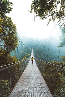 person walking on bridge, outdoot, tree, forest, fog, misty, rainy HD wallpaper