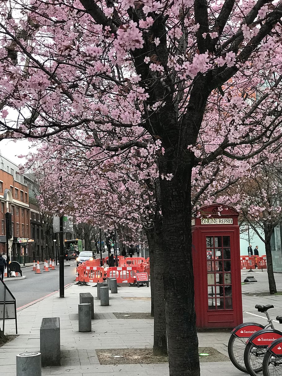 united kingdom, london, trees, pay phone, cherry blossoms, england, HD wallpaper