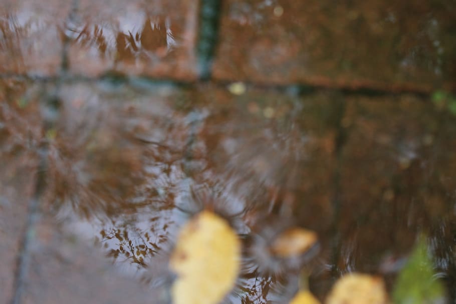 water, plant, tree, selective focus, nature, close-up, no people HD wallpaper