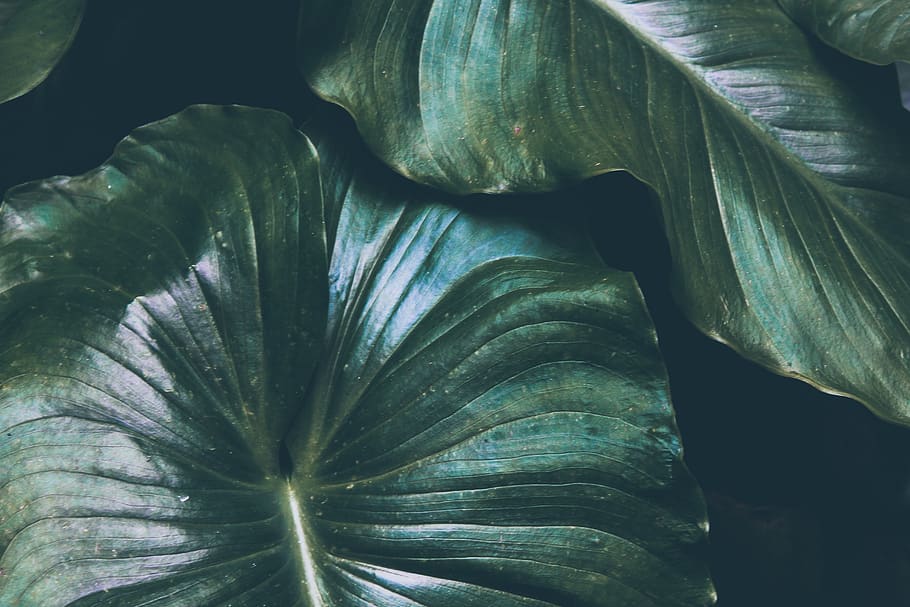 green leaf, close-up, no people, full frame, plant, nature, plant part HD wallpaper