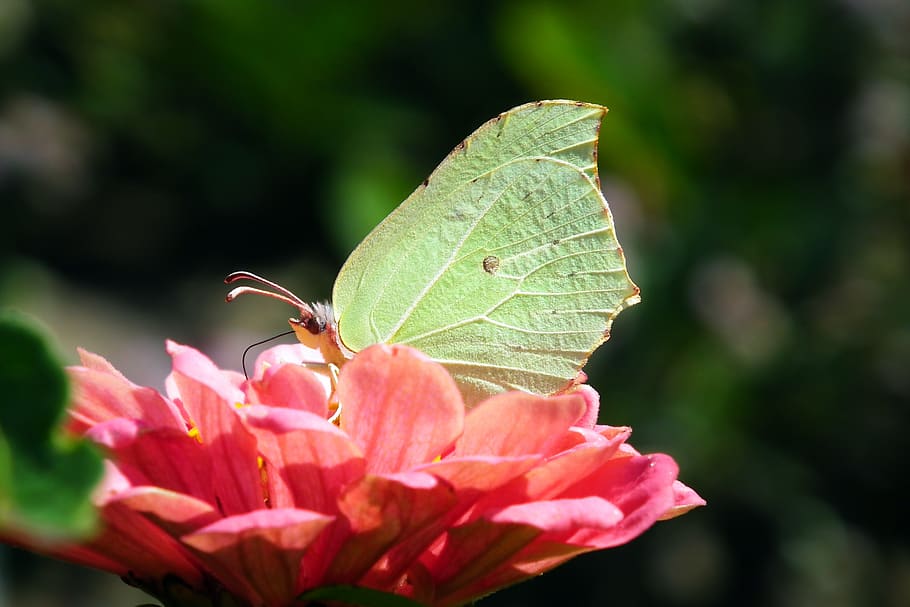 butterfly, insect, macro, flower, wings, summer, closeup, flowering plant HD wallpaper