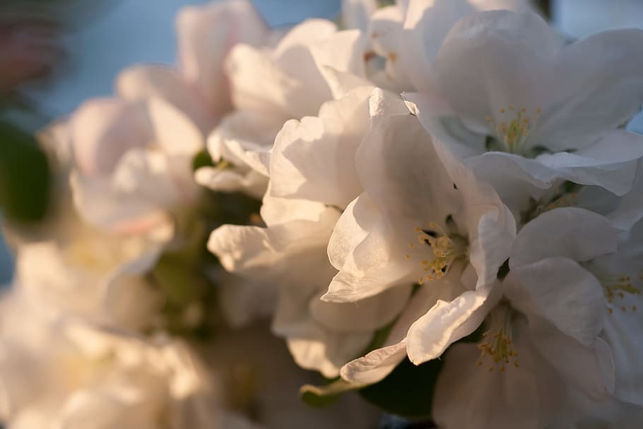 beautiful, blossom, bright, bunch, closeup, detail, flora, floral HD wallpaper