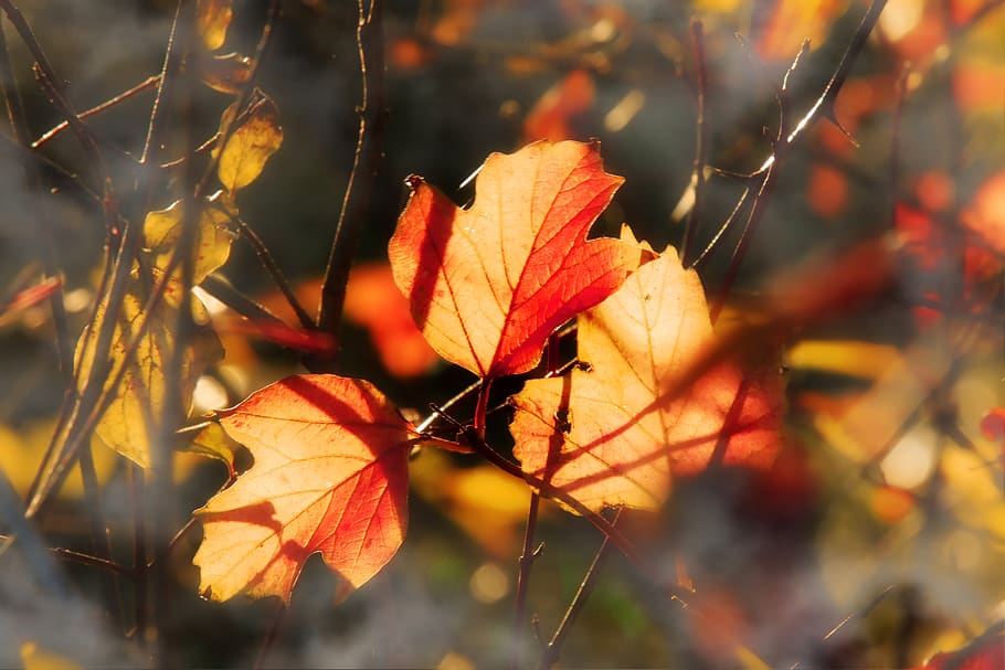 leaves, backlighting, tree, nature, contrast, forest, autumn HD wallpaper