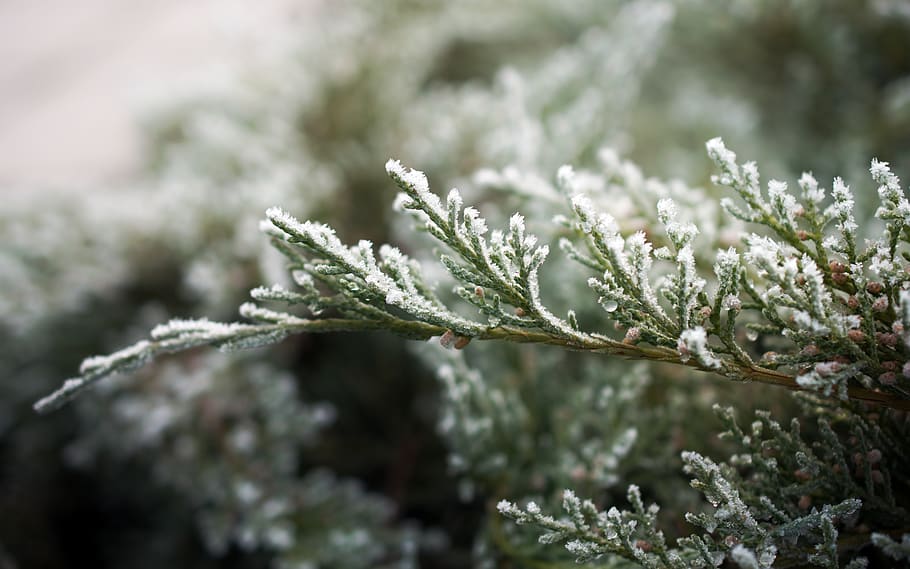 twig, conifer, ice cream, almost, winter, plants, conifers HD wallpaper