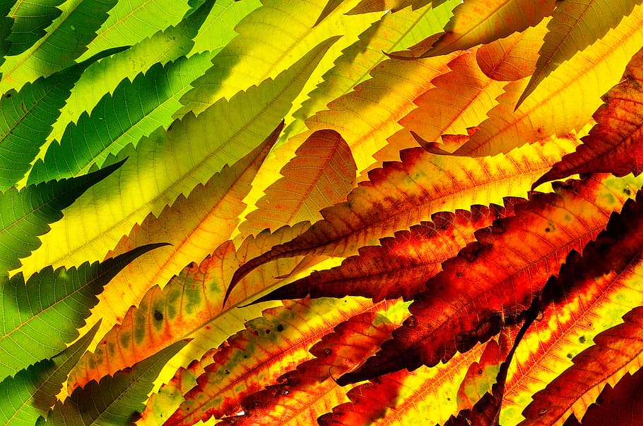 assorted-color leaves, leaf, plant part, backgrounds, full frame HD wallpaper