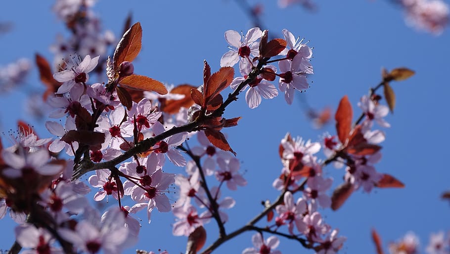 flower, blossom, pink, spring, flowers, bloom, flora, flowering plant HD wallpaper