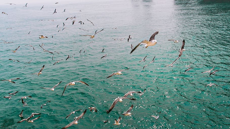 seagull, animal wildlife, animals in the wild, group of animals HD wallpaper