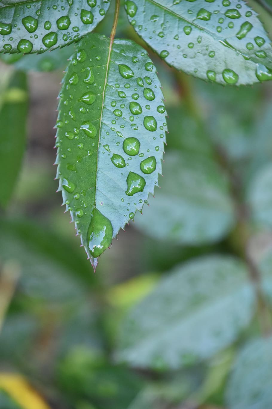 leaf, rosebush, drop, water, nature, garden, rain, summer, plant part HD wallpaper
