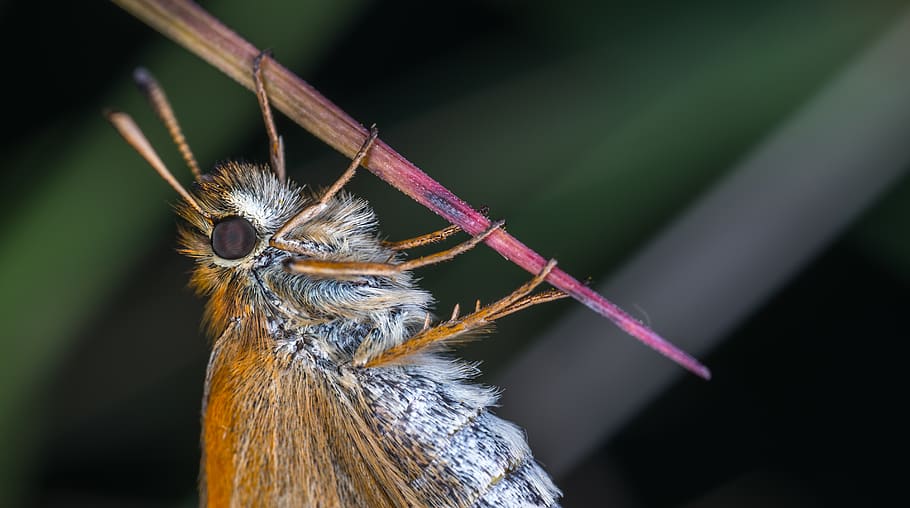 Macro Photography Of Brown Moth, bug, butterfly, close-up, insect HD wallpaper