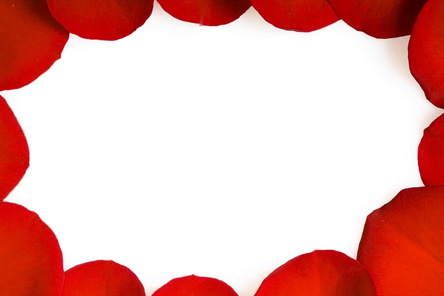 con2011, flower, fresh, gift, isolated, pedal, petal, photo HD wallpaper