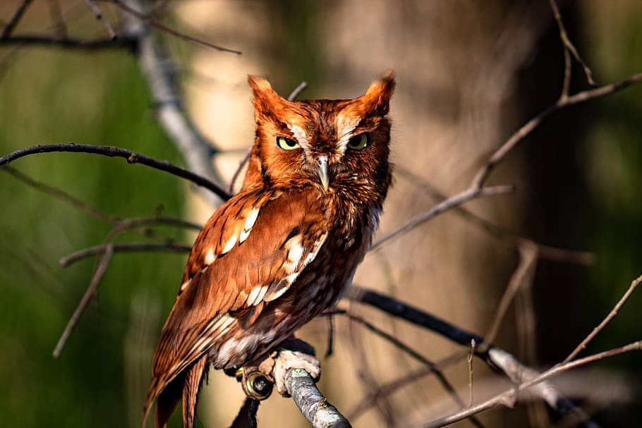 brown owl, animal, animal themes, one animal, vertebrate, branch HD wallpaper