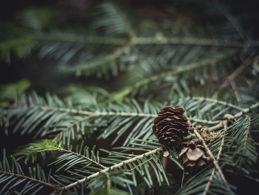 Close-Up Photography of Brown Pine Cone on Green Leaves, blur HD wallpaper