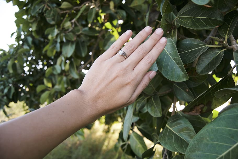 cuba, guantanamo, hand, green, leaves, tree, bush, engaged HD wallpaper
