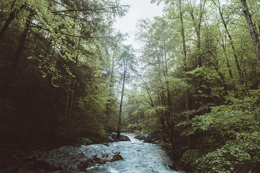 green, leaf, plants, nature, forest, river, water, rocks, tree HD wallpaper