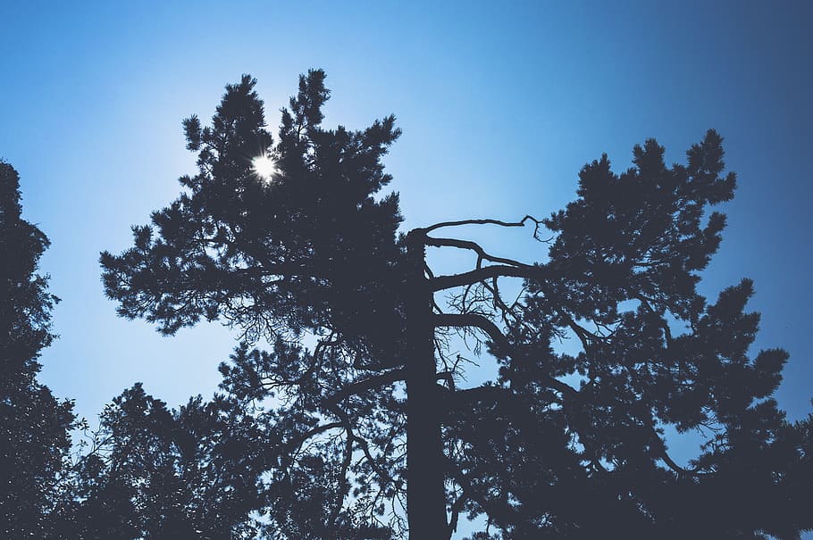 tree, summer, light, sun, leaves, sky, plant, growth, nature HD wallpaper