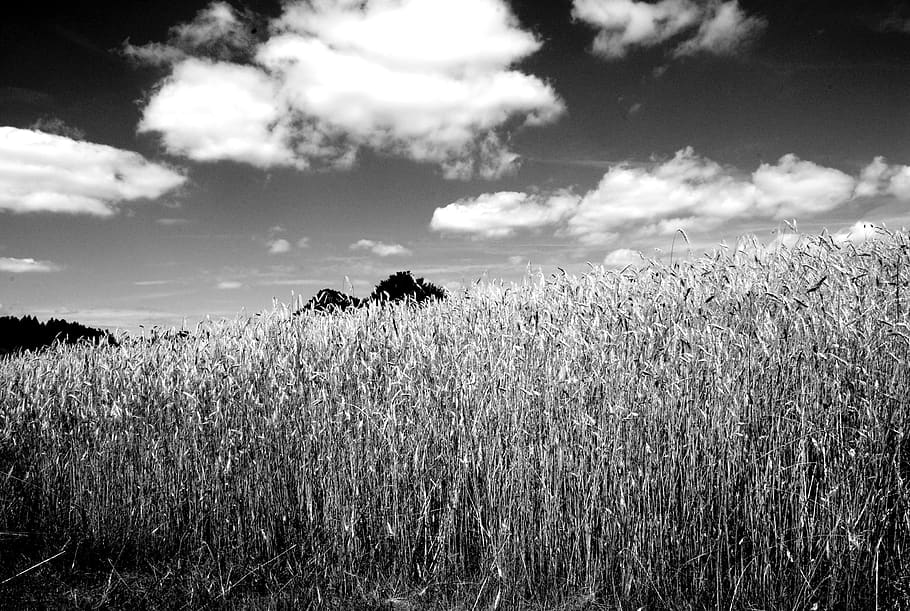 field, poland, corn, grain, landscape, country side, nature HD wallpaper