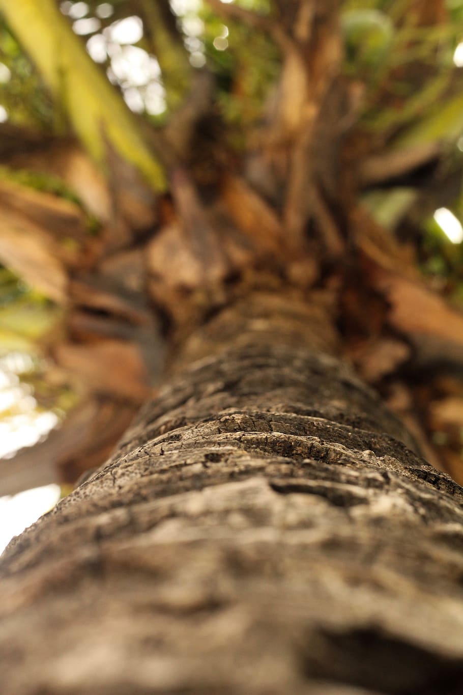 plant, tree, tree trunk, brasil, rio de janeiro, araruama, animal HD wallpaper