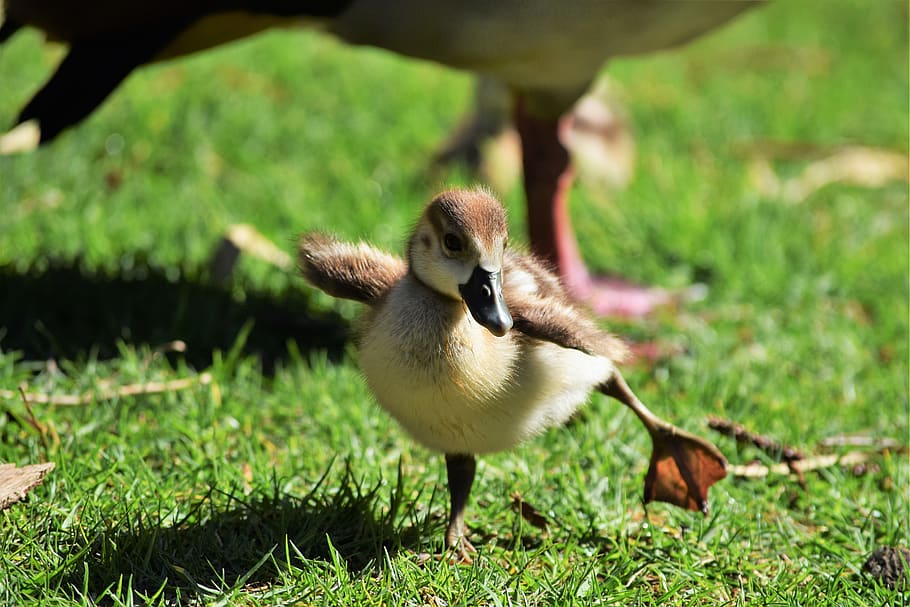 bird, animal themes, vertebrate, animals in the wild, animal wildlife HD wallpaper