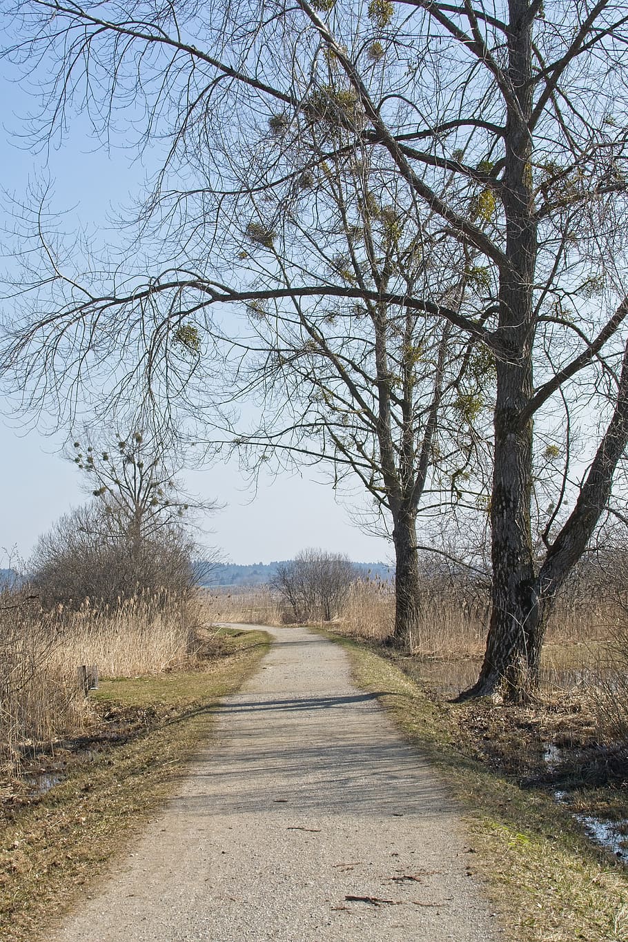 nature, spring, away, trees, path, hiking, trail, recovery HD wallpaper