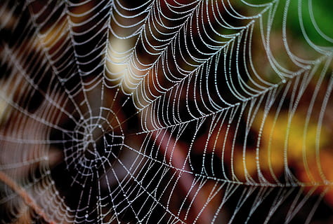 cobweb, dewdrop, nature, autumn, morgentau, beaded, cobwebs HD wallpaper