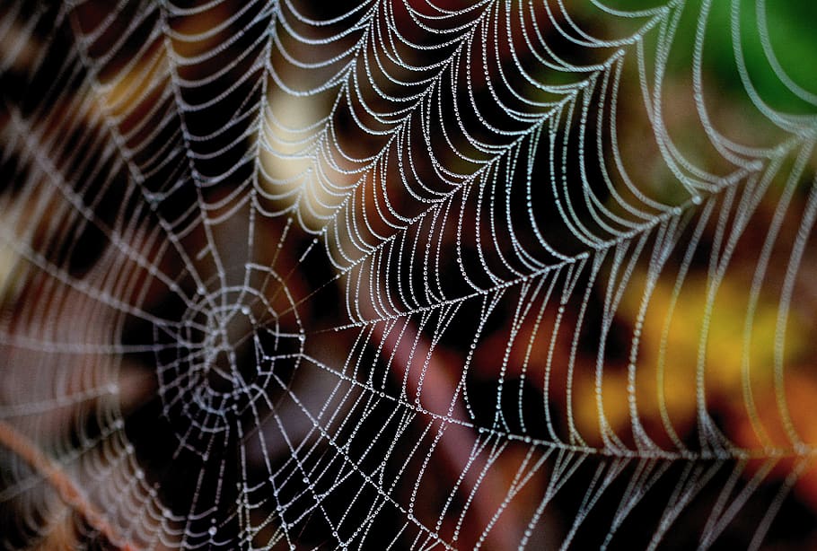 cobweb, dewdrop, nature, autumn, morgentau, beaded, cobwebs HD wallpaper