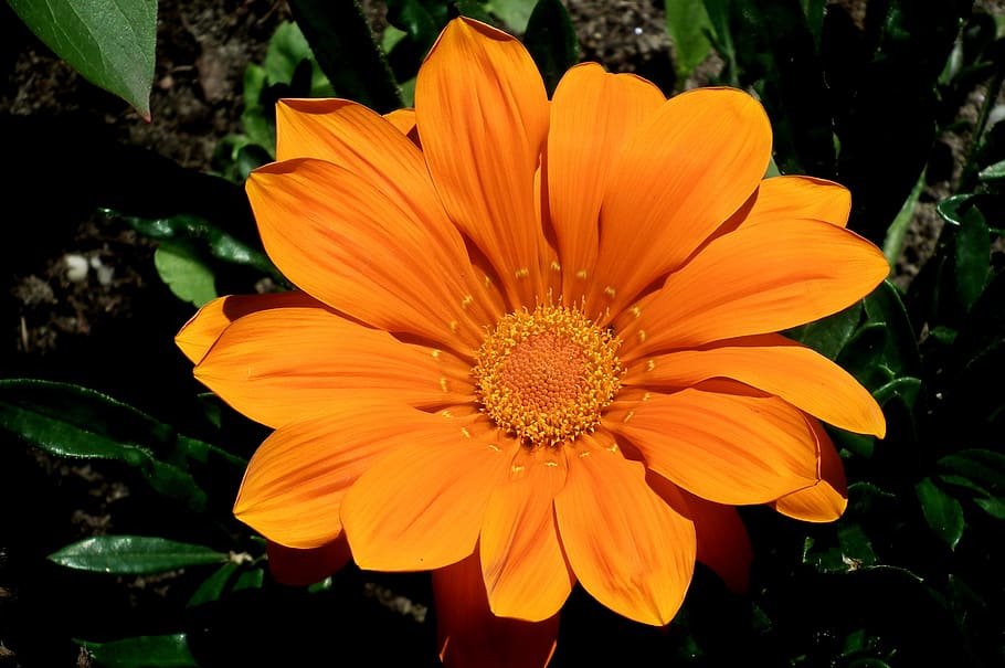 flower, garden, summer, macro, nature, the petals, floral, flowering plant HD wallpaper