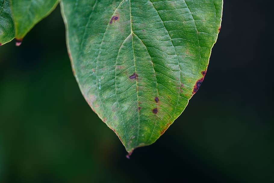 green, tree, leaf, macro, detail, close up, plant part, green color HD wallpaper