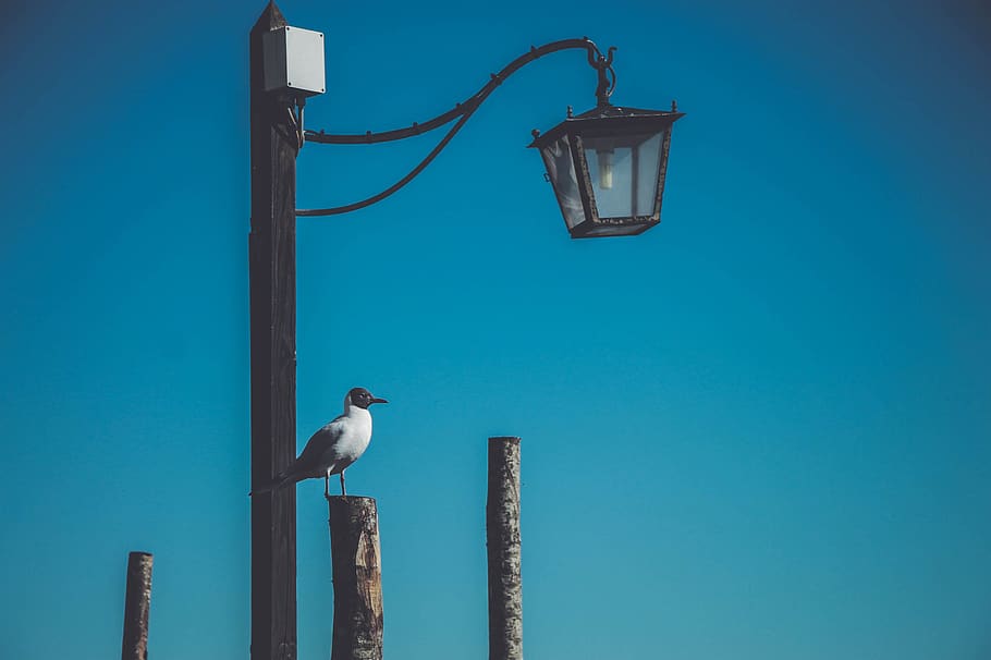 italy, venice, bird, vertebrate, animal wildlife, animal themes HD wallpaper