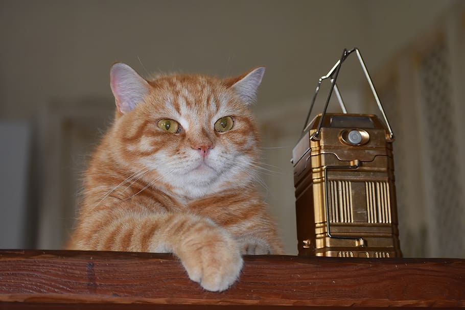 cat, redhead, home, darling, pet, cute, animals, portrait, domestic cat HD wallpaper