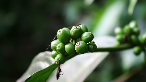 coffee, bean, seed, green, branch, raw, plantation, wallpaper HD wallpaper