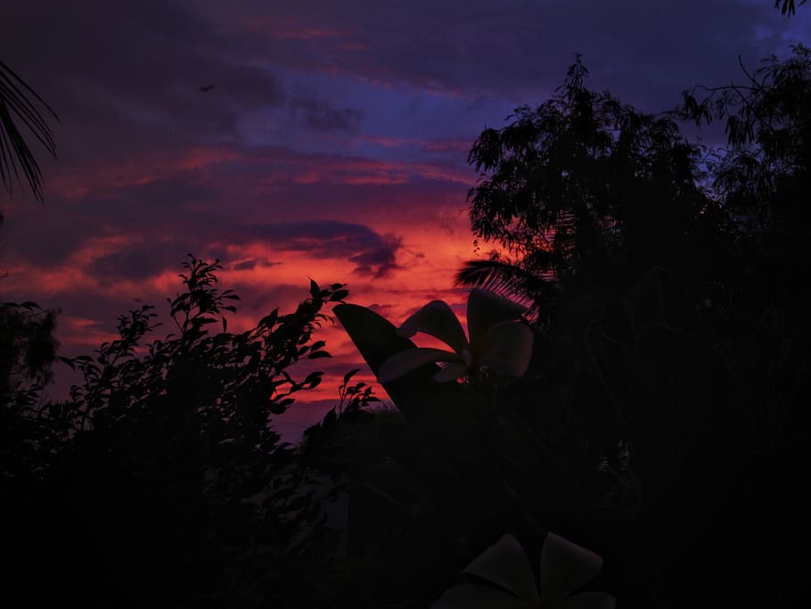 india, pune, bioconcepts, trees, orange, sunset, dusk, evening HD wallpaper