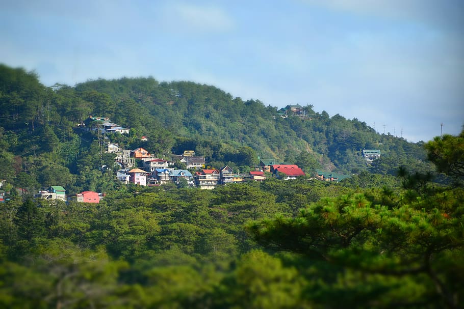 philippines, baguio, tree, plant, built structure, architecture HD wallpaper