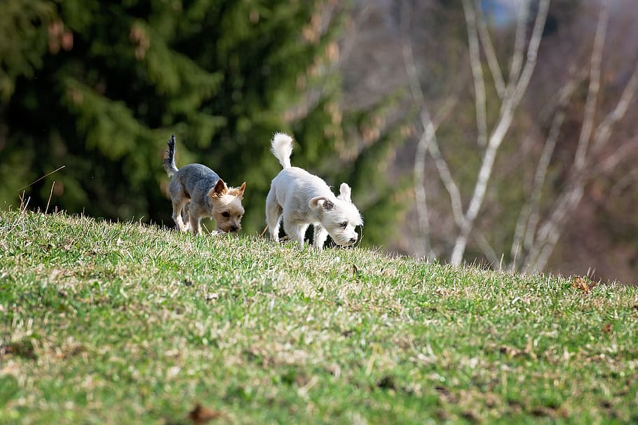 Dogs out. Собака нюхает траву. Траваносик. Dog is outdoors. Райкин пусть вашего собаки нюхают.