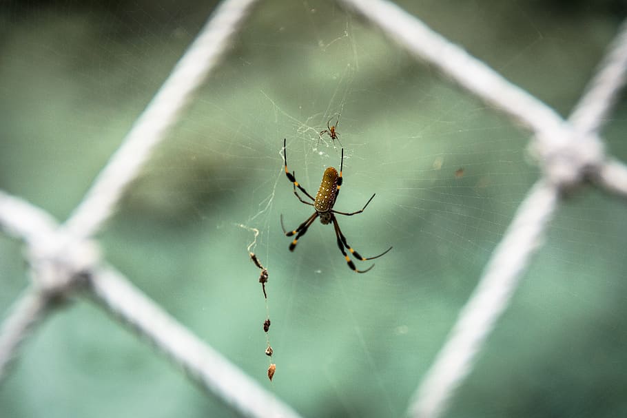 nature, spider, web, macro, hd wallpaper, hd background, hd wallpapers HD wallpaper