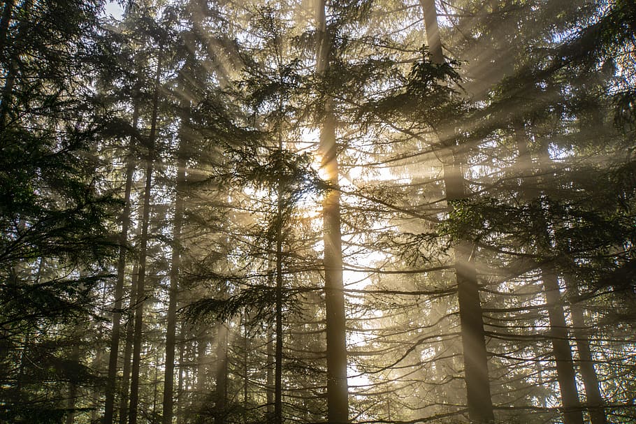 sunrise by the trees, forest, plant, land, growth, woodland, low angle view HD wallpaper