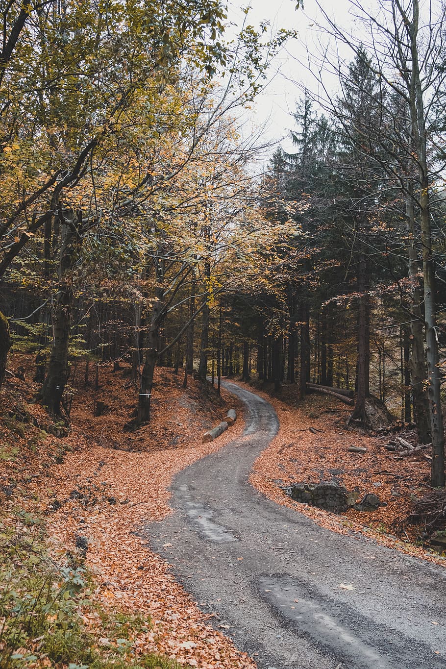 road between trees during daytime, dirt road, gravel, path, vegetation HD wallpaper