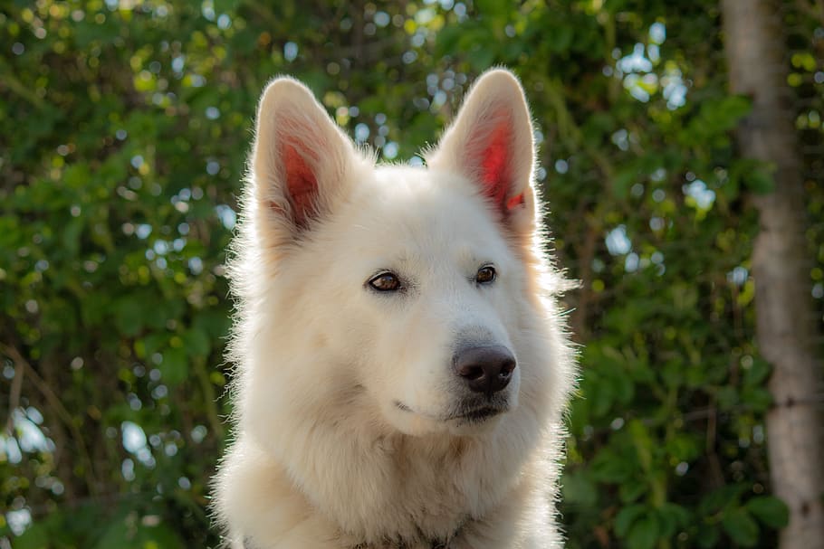 flake, white, schäfer dog, forest, landscape, pet, nature HD wallpaper