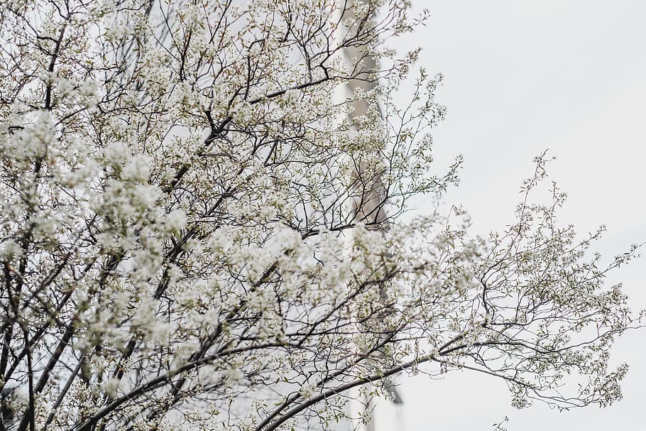 tree, flowers, spring, plant, beauty in nature, branch, low angle view HD wallpaper